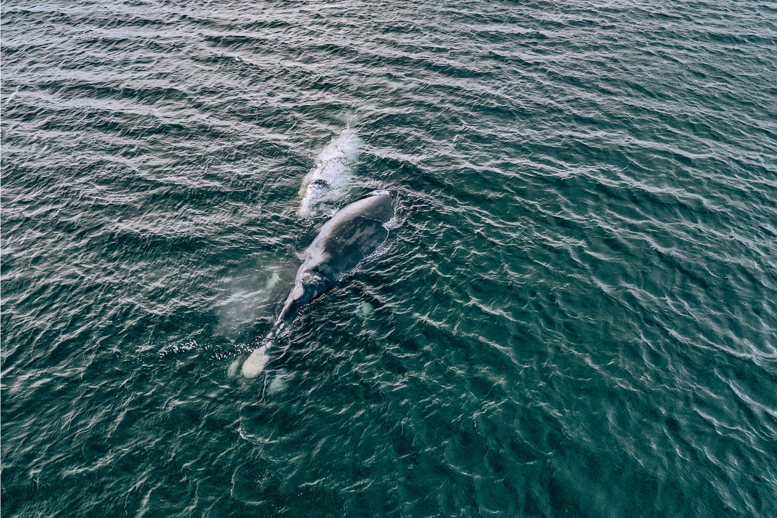 Aerial view of the Whales Hermanus