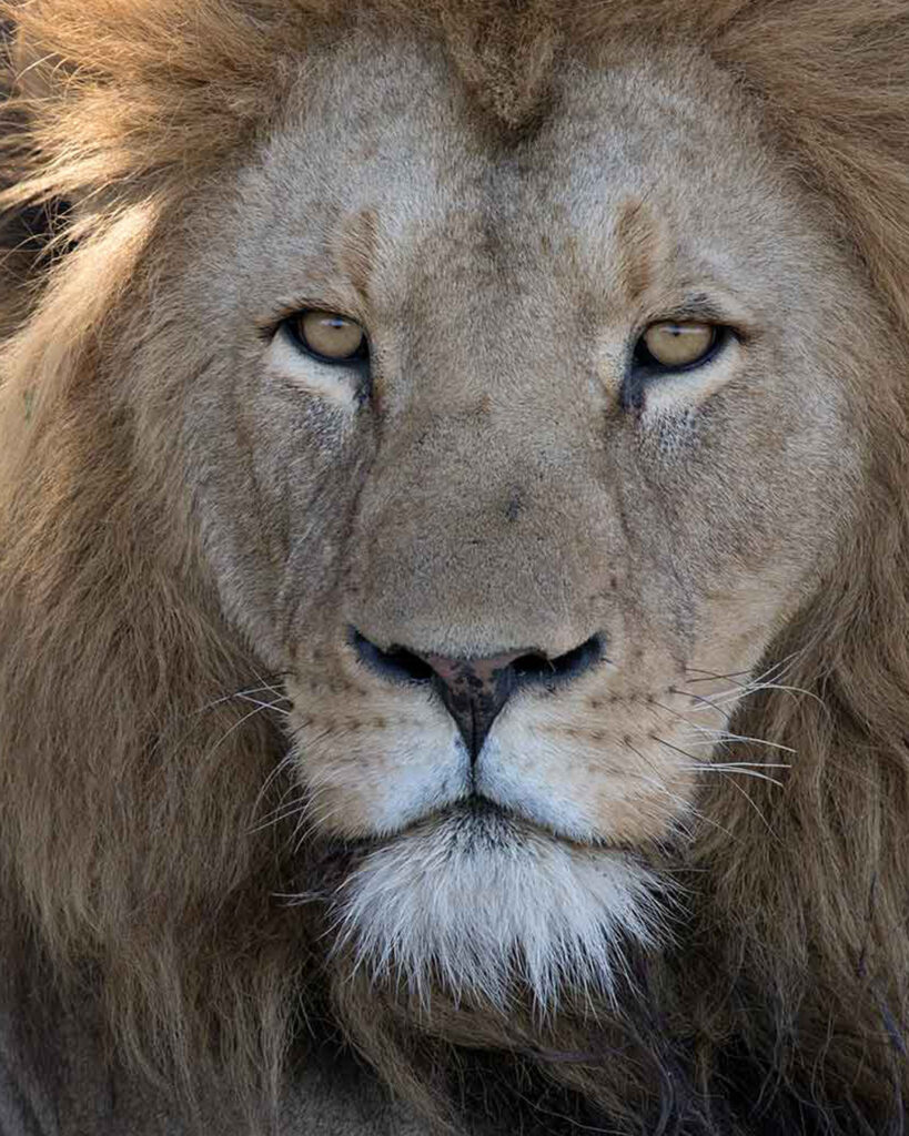 Lion in the Eastern Cape