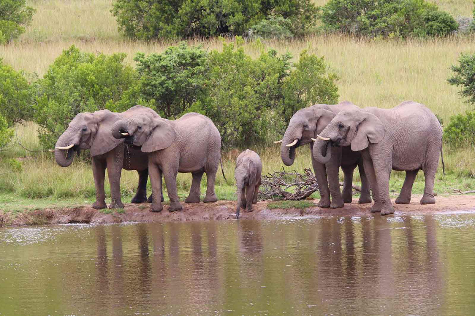 Mark's Camp elephants