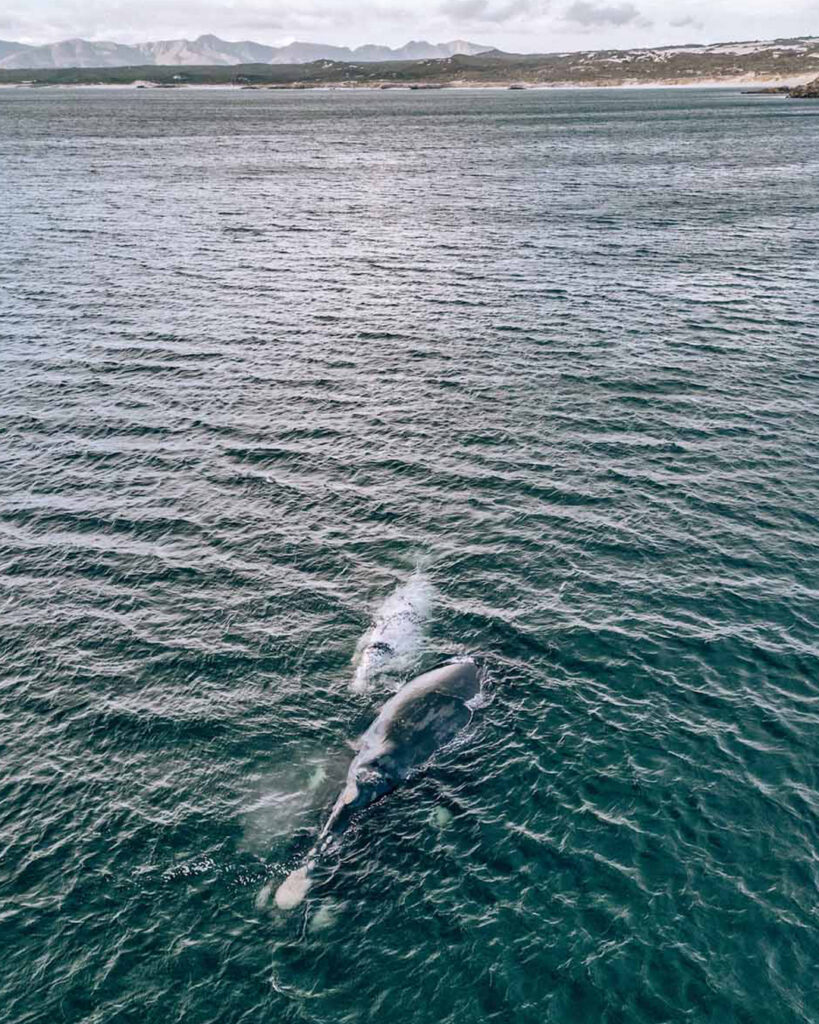 Whale Hermanus