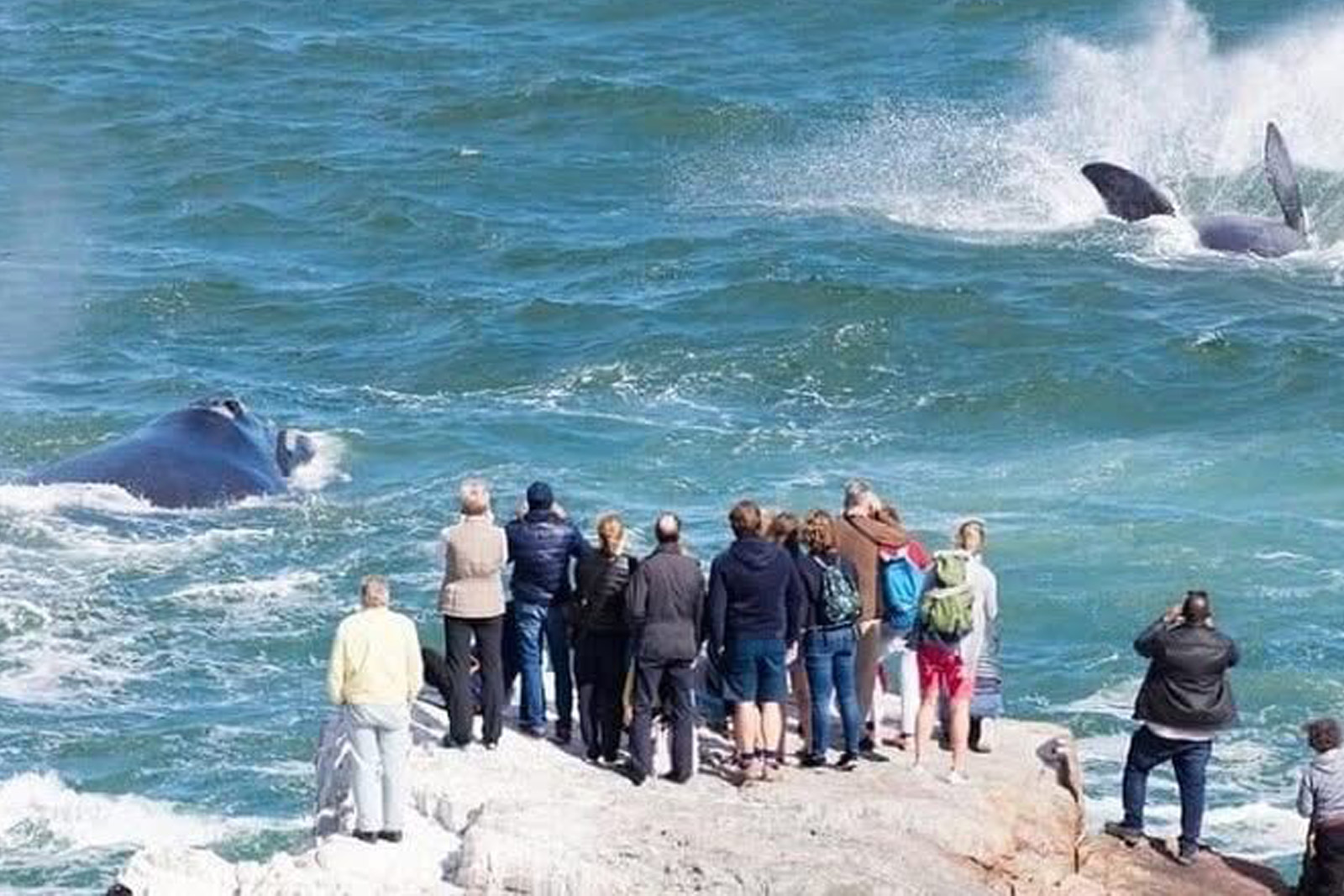 Crowd gathers to watch whales in Hermanus in winter