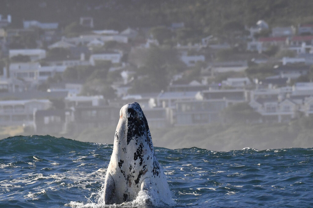 Whale Season in Hermanus | Hermanus Boutique Guest House