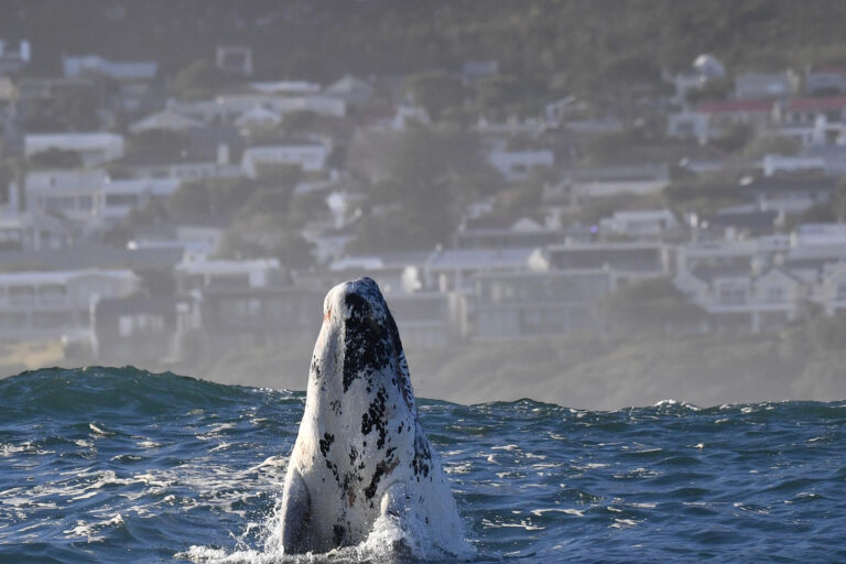 Whale Season in Hermanus | Hermanus Boutique Guest House