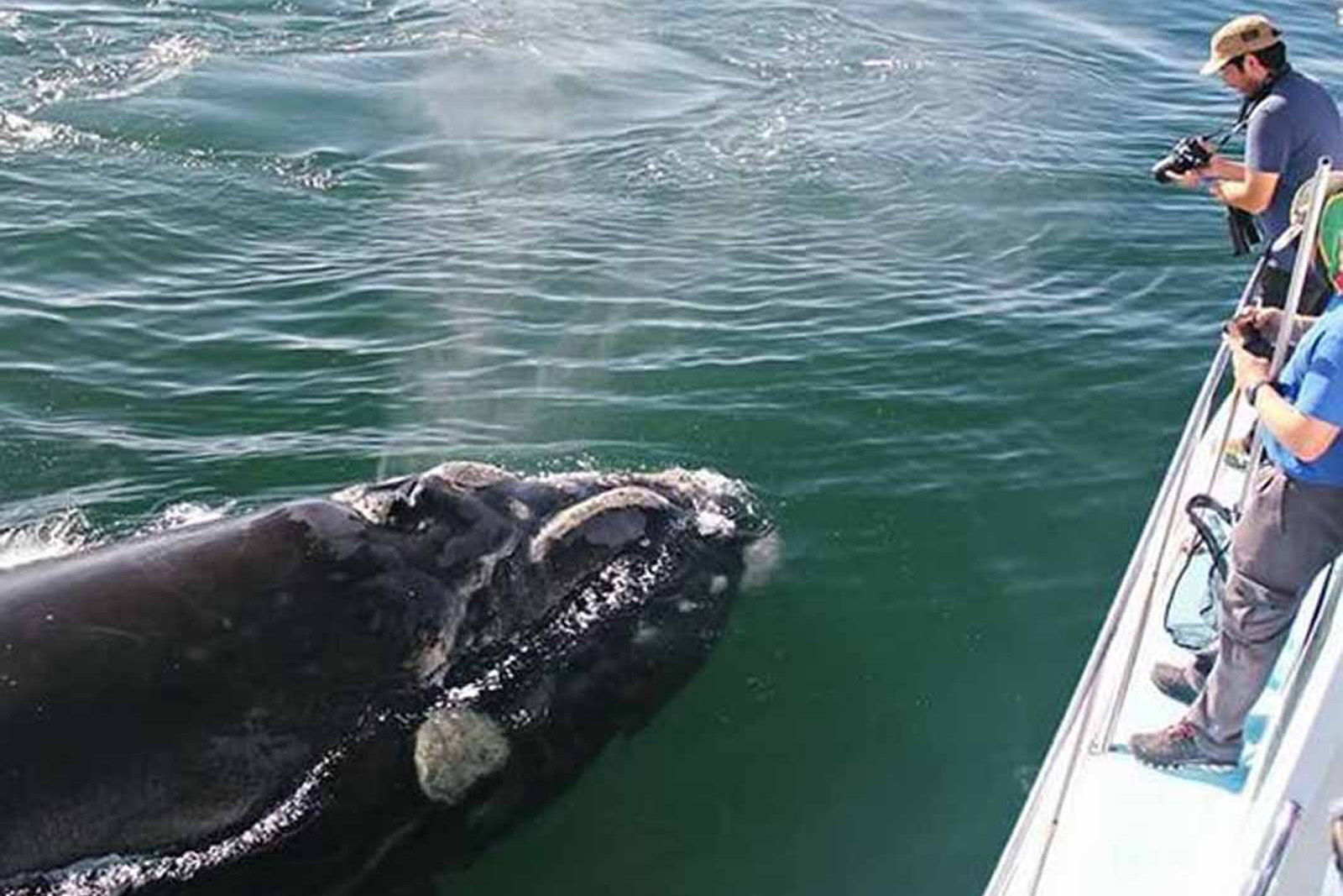 Whale Season in Hermanus | Hermanus Boutique Guest House | Tourists on boat looking at a whale in the ocean water just below