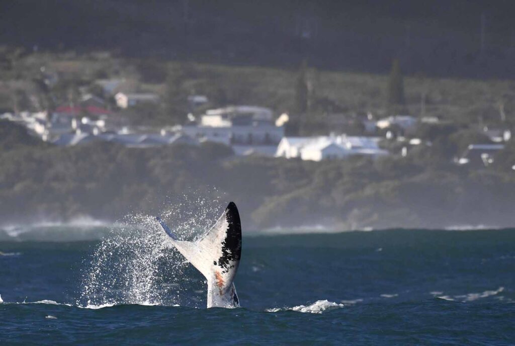 Whale flipping its tail during Whale Season in Hermanus | Hermanus Boutique Guest House
